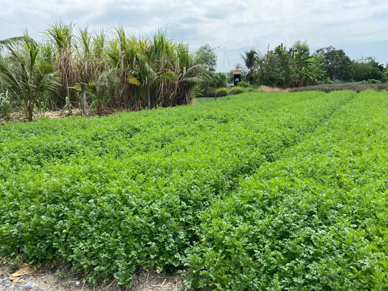 Bán đất vườn tại ấp Tân Điền xã Long Thượng huyện Cần Giuộc, giáp với TPHCM - Ảnh 4